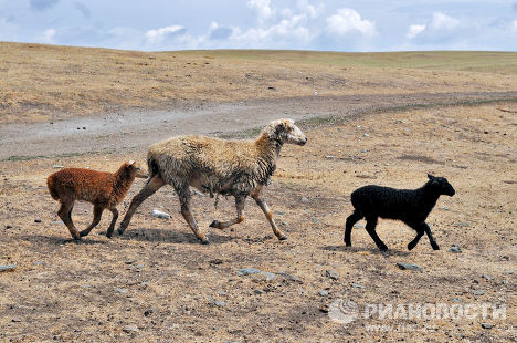 Засуха в Челябинской области