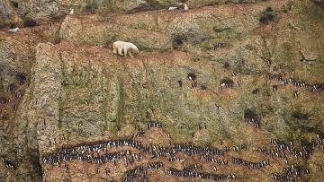 Первый приз в номинации «Nature Singles» американского фотографа Дженни Росс Первый приз в номинации "Nature Singles" американского фотографа Дженни Росс