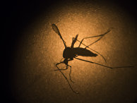 Комар вида Aedes aegypti под микроскопом в институте Фиокруз, город Ресифи, Бразилия