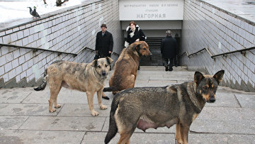Бродячие собаки у входа в метро