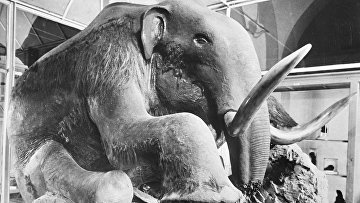 Трепанация черепа в древности для чего. 235751976. Трепанация черепа в древности для чего фото. Трепанация черепа в древности для чего-235751976. картинка Трепанация черепа в древности для чего. картинка 235751976. Тысячи лет назад люди научились проводить хирургическую операцию по вскрытию черепа, или трепанацию. Обозреватель BBC Earth рассказывает о возможном предназначении этой леденящей душу процедуры. Трепанация черепа в древности для чего. 235751976. Трепанация черепа в древности для чего фото. Трепанация черепа в древности для чего-235751976. картинка Трепанация черепа в древности для чего. картинка 235751976. Тысячи лет назад люди научились проводить хирургическую операцию по вскрытию черепа, или трепанацию. Обозреватель BBC Earth рассказывает о возможном предназначении этой леденящей душу процедуры.