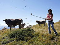 Женщина играет в гольф коровьим навозом