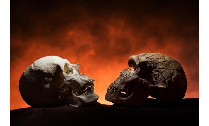 Слева – череп человека, справа – неандертальца