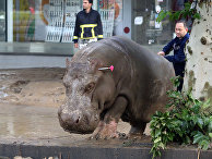 Гиппопотам, сбежавший из зоопарка Тбилиси во время наводнения