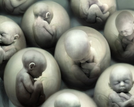эмбрионы