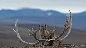 Изучая дикую природу Арктики на российском острове Врангеля