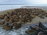 Лежбище моржей на берегу одного из островов архипелага Земля Франца-Иосифа