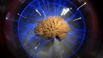 Челвеческий мозг на выставке в Сан-Паулу