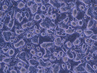 Стволовые клетки мышей
