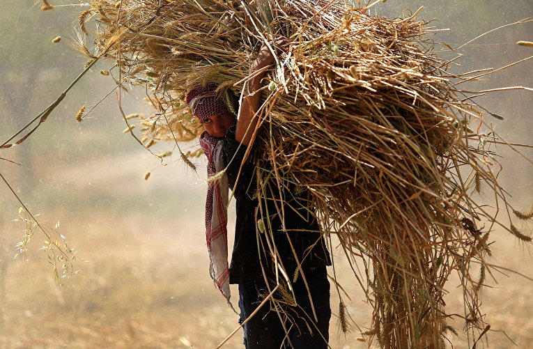 Сбор урожая пшеницы недалеко от города Хамурия на окраине Дамаска