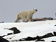 Белый медведь на одном из островов архипелага Земля Франца-Иосифа.