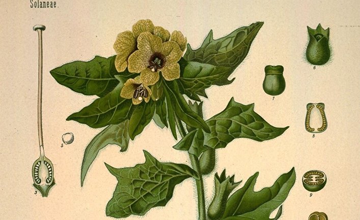 Белена черная