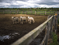 Овцы на выгульной площадке овечьей фермы крупнейшего производителя органической продукции агрохолдинга "АгриВолга" в Угличском районе Ярославской области