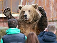 Бурый медведь в зоопарке города Калининграда Бурый медведь в зоопарке города Калининграда