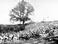 Первая конная армия в походе во время войны с белополяками. 1920 год