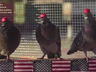 Pigeons United To Interfere Now Pigeons United To Interfere Now