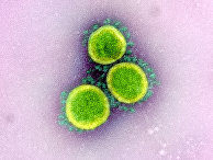 SARS-CoV-2 SARS-CoV-2