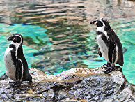 Самец и самка пингвинов Гумбольдта в пингвинарии Лоро Парка (Loro Parque) на Тенерифе (Tenerife).