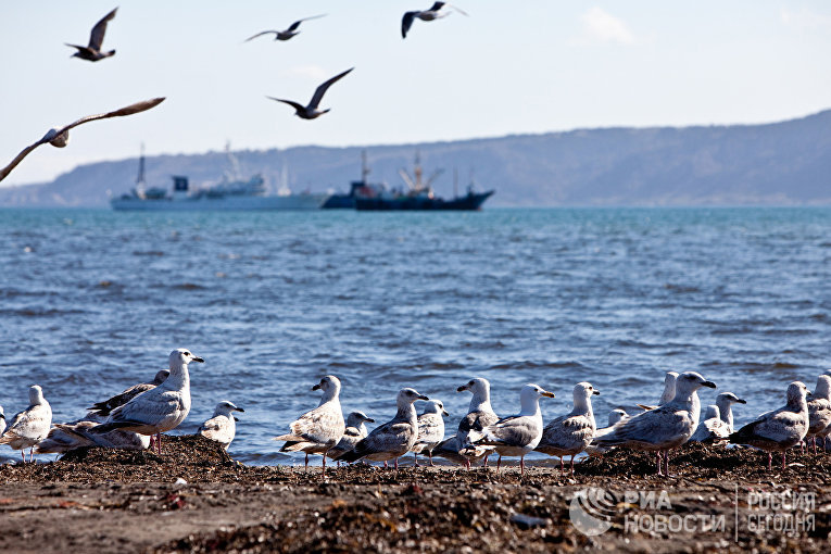 Чайки на берегу Южно-Курильского залива на острове Кунашир Курильской гряды