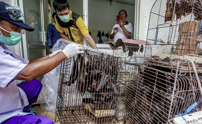 Клетка с летучими мышами на рынке в Ухане, Китай Клетка с летучими мышами на рынке в Ухане, Китай