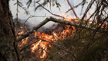 Природные пожары в Карелии