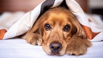 чем опасен шоколад для кошек. Смотреть фото чем опасен шоколад для кошек. Смотреть картинку чем опасен шоколад для кошек. Картинка про чем опасен шоколад для кошек. Фото чем опасен шоколад для кошек