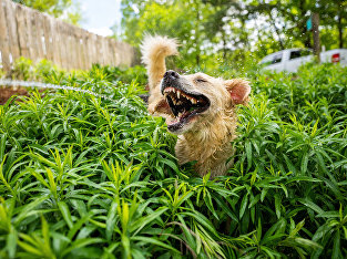 Лай юрского пириода (Jurassic Bark) Лай юрского пириода (Jurassic Bark)