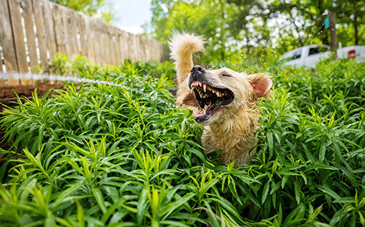 Лай юрского пириода (Jurassic Bark) Лай юрского пириода (Jurassic Bark)