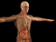 Строение органов человека