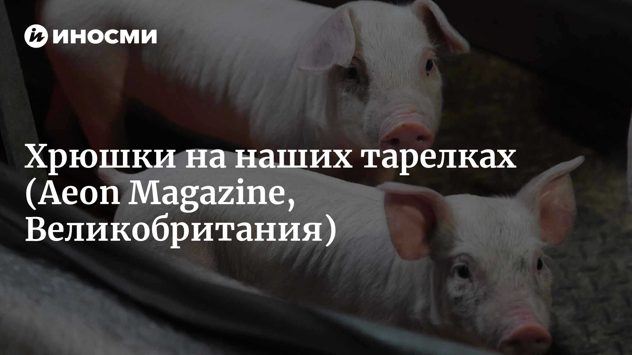 Хрюшки на наших тарелках (Aeon Magazine, Великобритания) | 07.10.2022,  ИноСМИ