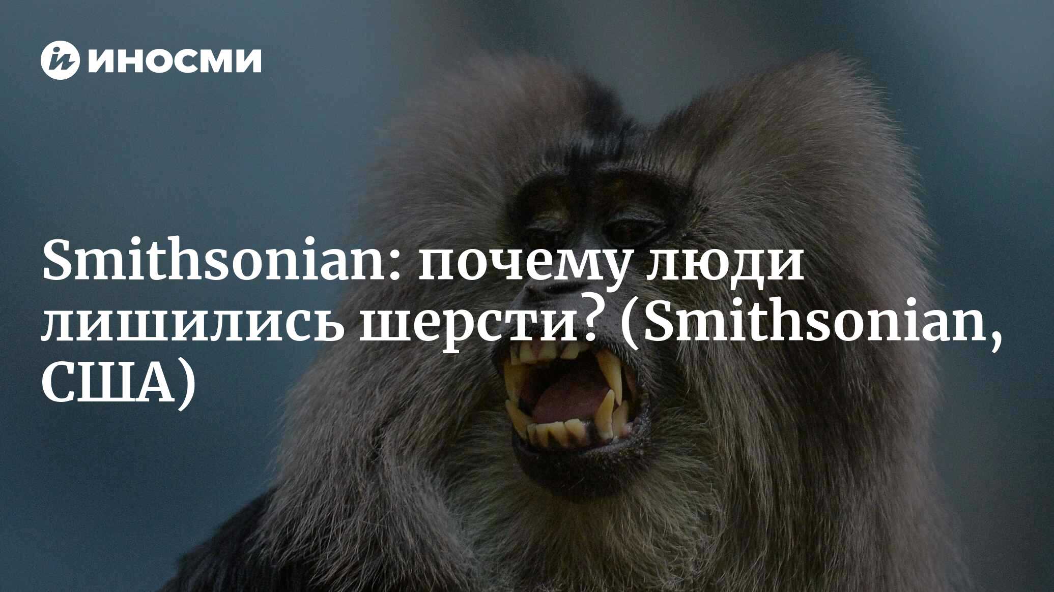 Smithsonian (США): почему люди лишились шерсти? (Smithsonian, США) |  07.10.2022, ИноСМИ