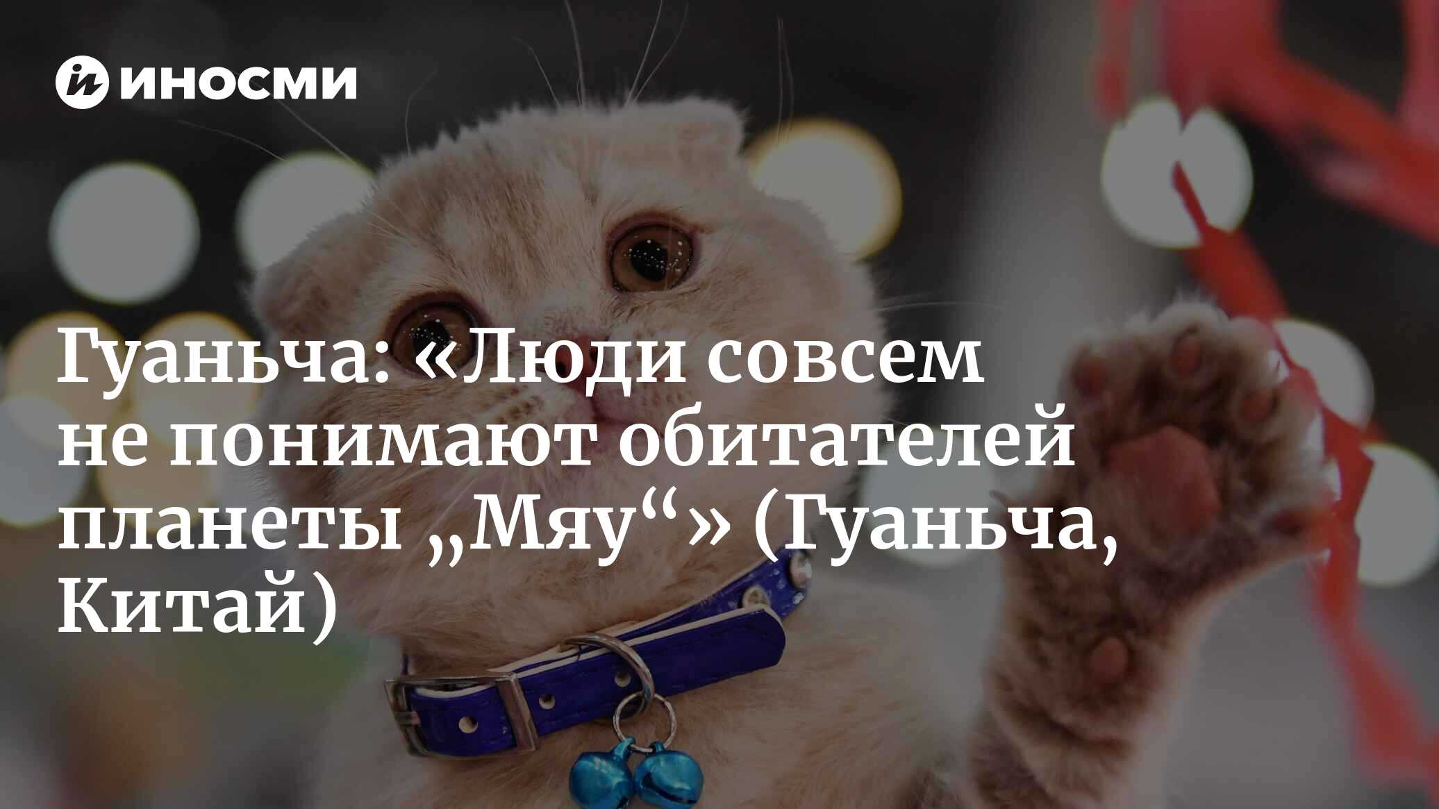 Гуаньча (Китай): девять из десяти рыжих котов толстые? На вопрос отвечают  сами кошки (Гуаньча, Китай) | 07.10.2022, ИноСМИ