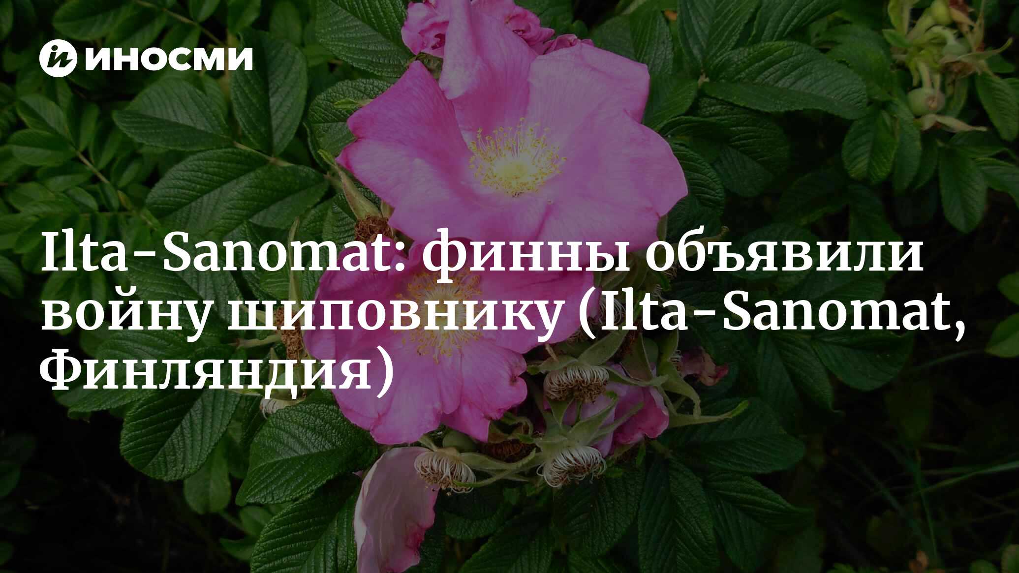 Ilta-Sanomat (Финляндия): продажу шиповника в Финляндии запрещают, растение  нужно выкорчевать с участка (Ilta-Sanomat, Финляндия) | 07.10.2022, ИноСМИ