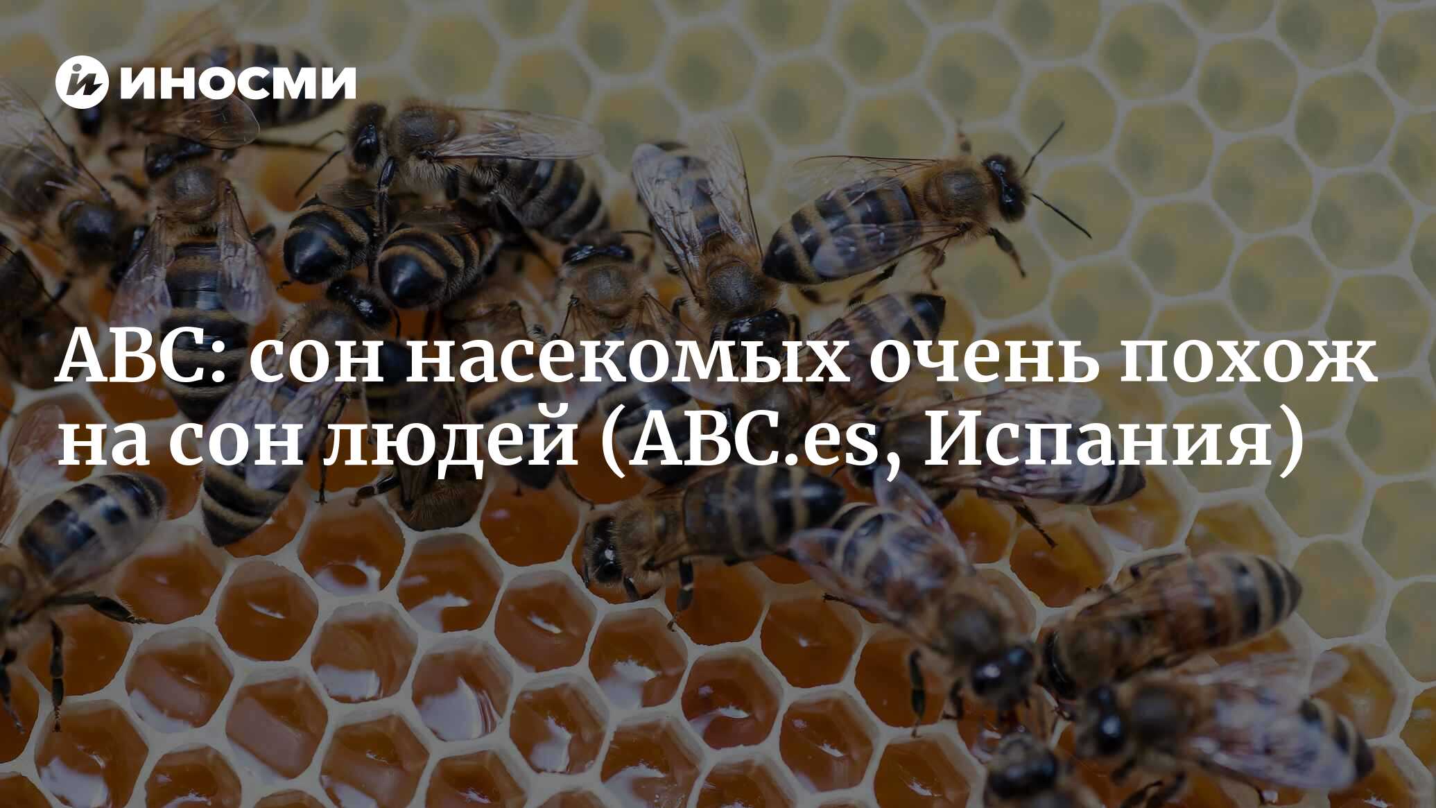 ABC (Испания): Думаете, что дети мешают вам спать? Посмотрите, что  происходит с пчелами (ABC.es, Испания) | 07.10.2022, ИноСМИ