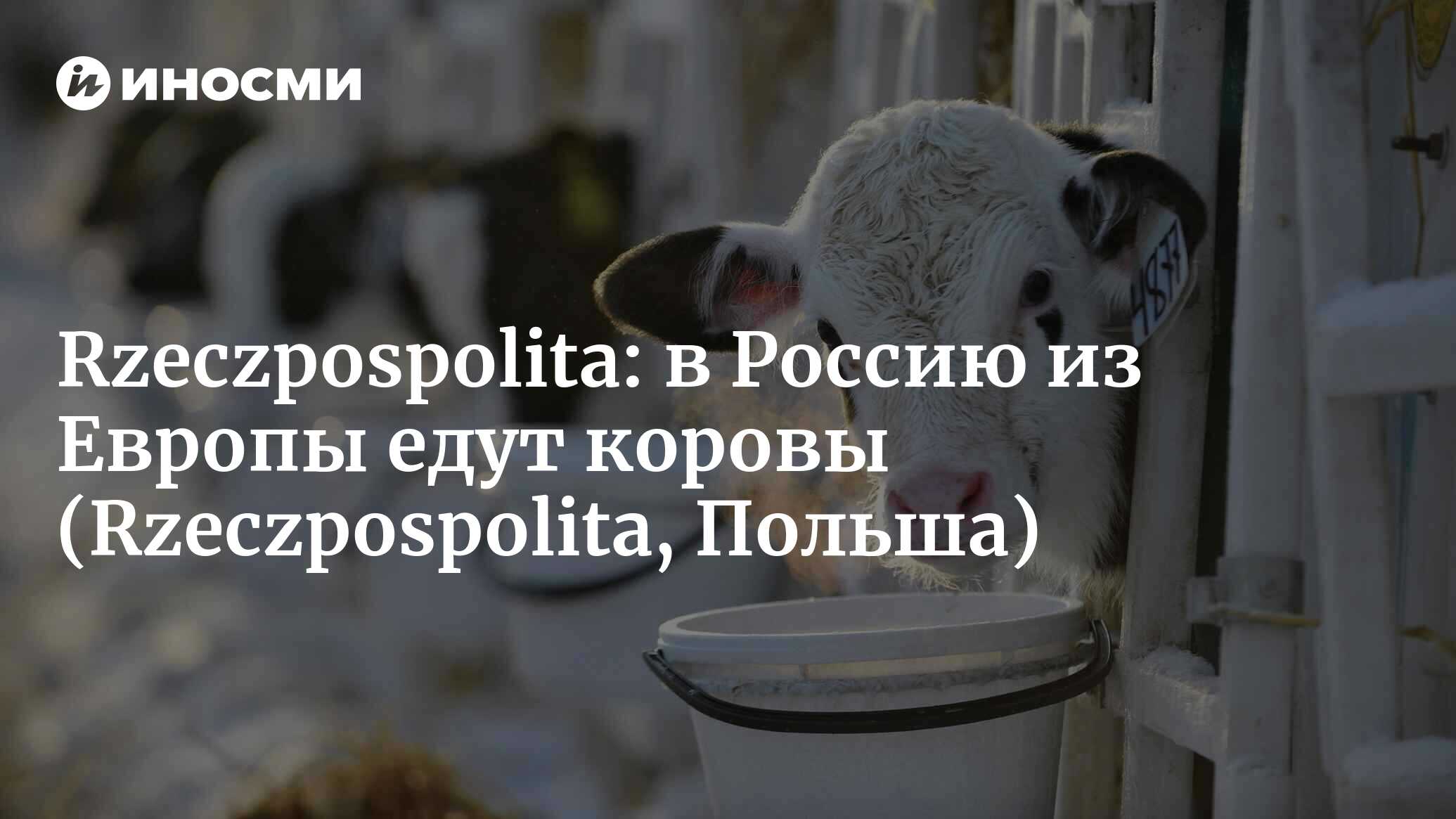 Польская корова
