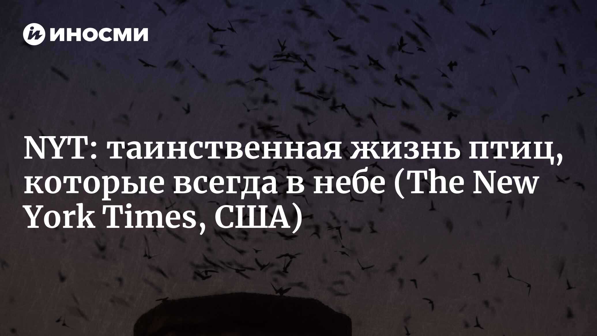 The New York Times (США): таинственная жизнь птиц, которые всегда в полете  (The New York Times, США) | 07.10.2022, ИноСМИ