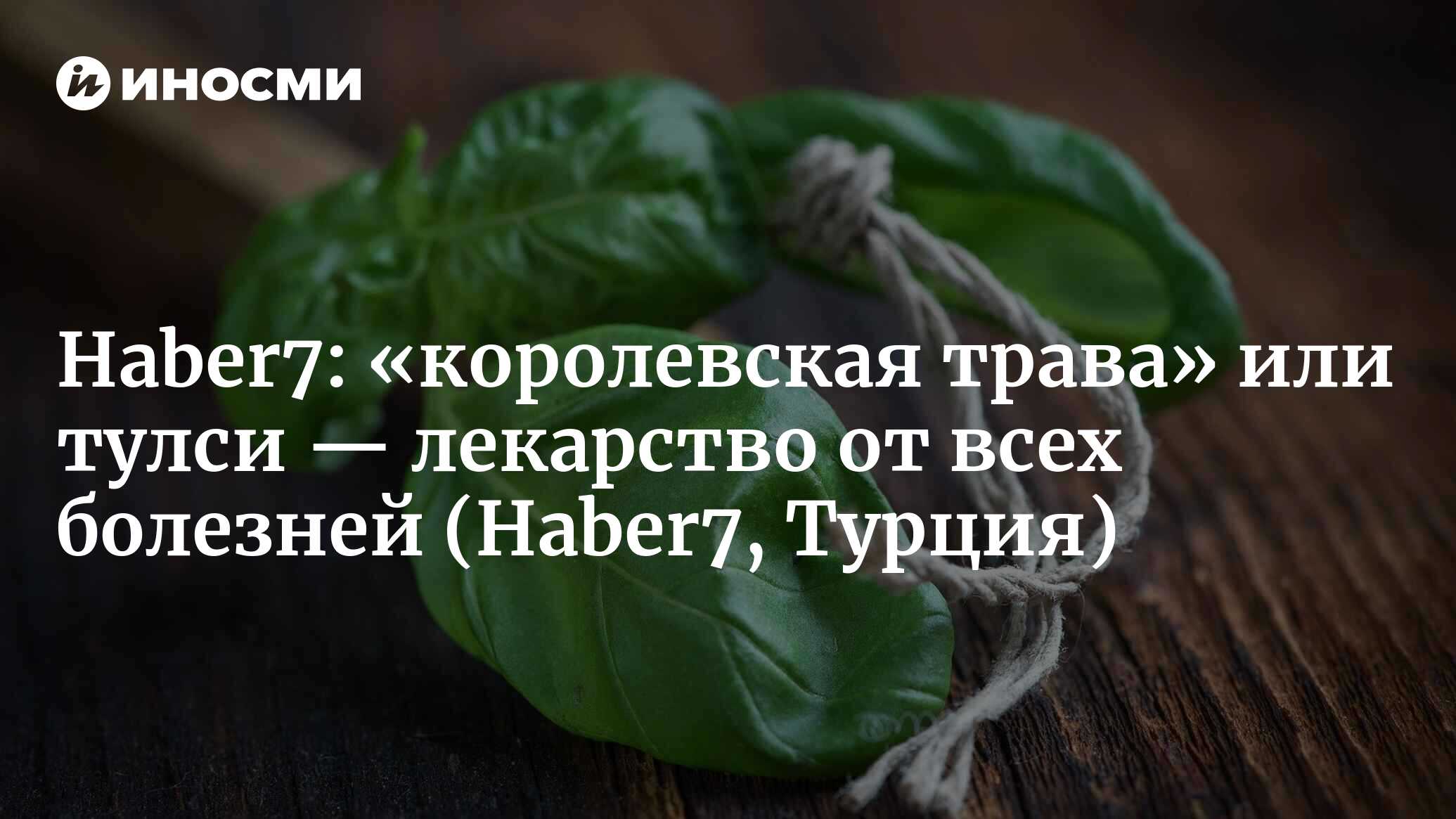 Haber7 (Турция): какова польза базилика? Чем полезен базиликовый чай?  (Haber7, Турция) | 07.10.2022, ИноСМИ