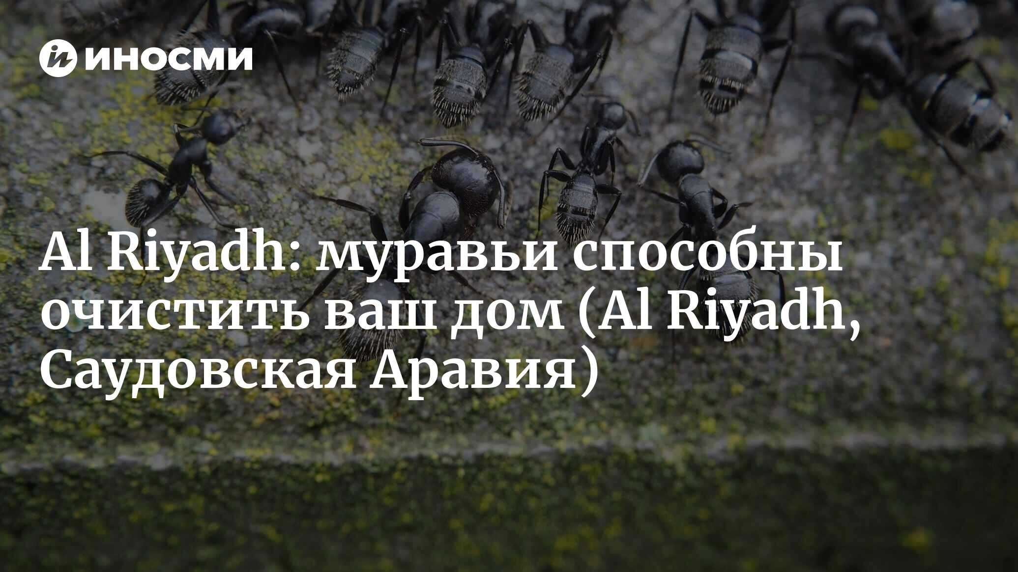 Al Riyadh (Саудовская Аравия): муравьи способны очистить ваш дом от пауков  (Al Riyadh, Саудовская Аравия) | 07.10.2022, ИноСМИ