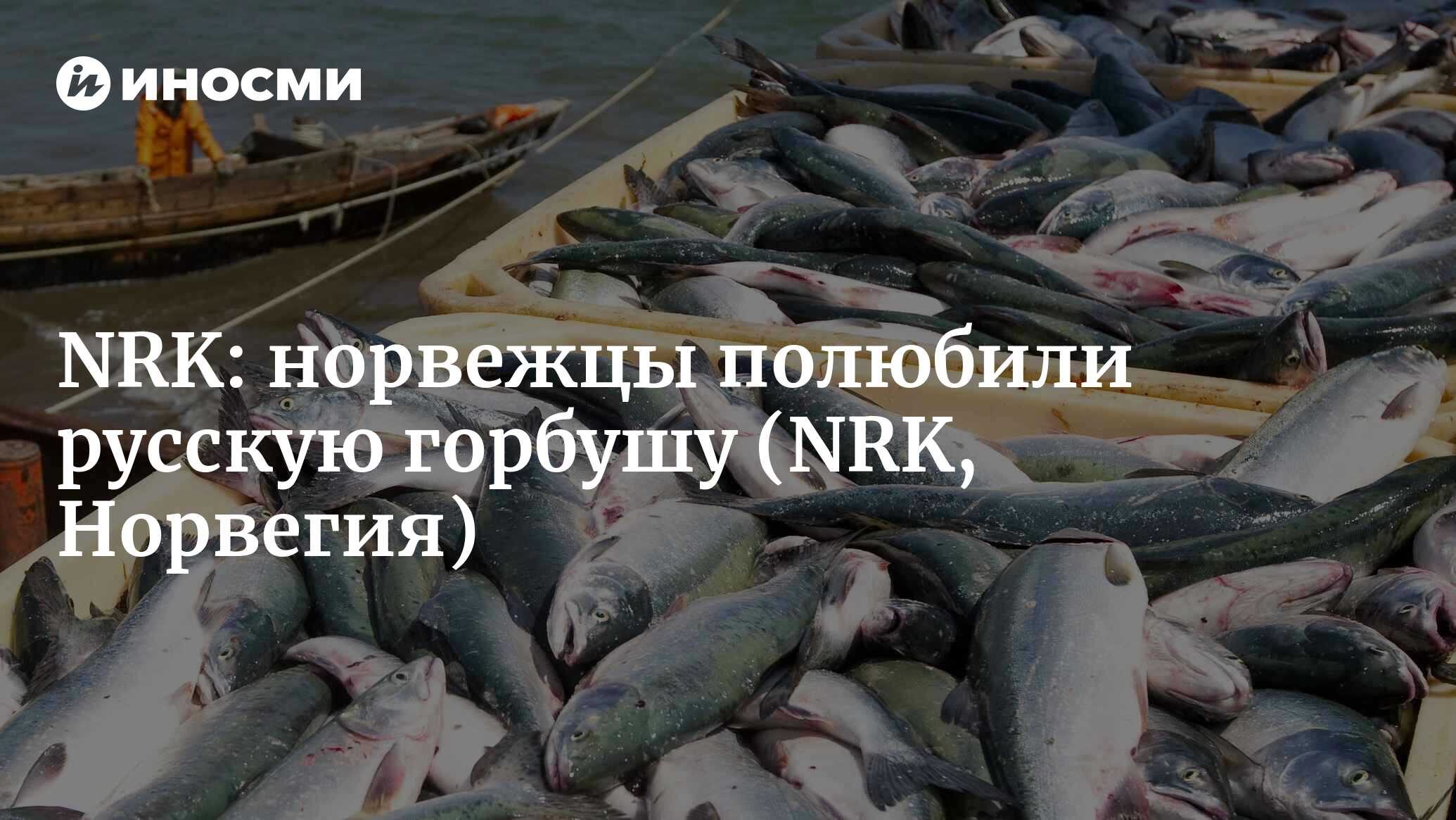 Норвежские исследователи о ненавистной «русской» горбуше: эта рыба —  «суперфуд» (NRK, Норвегия) (NRK, Норвегия) | 07.10.2022, ИноСМИ