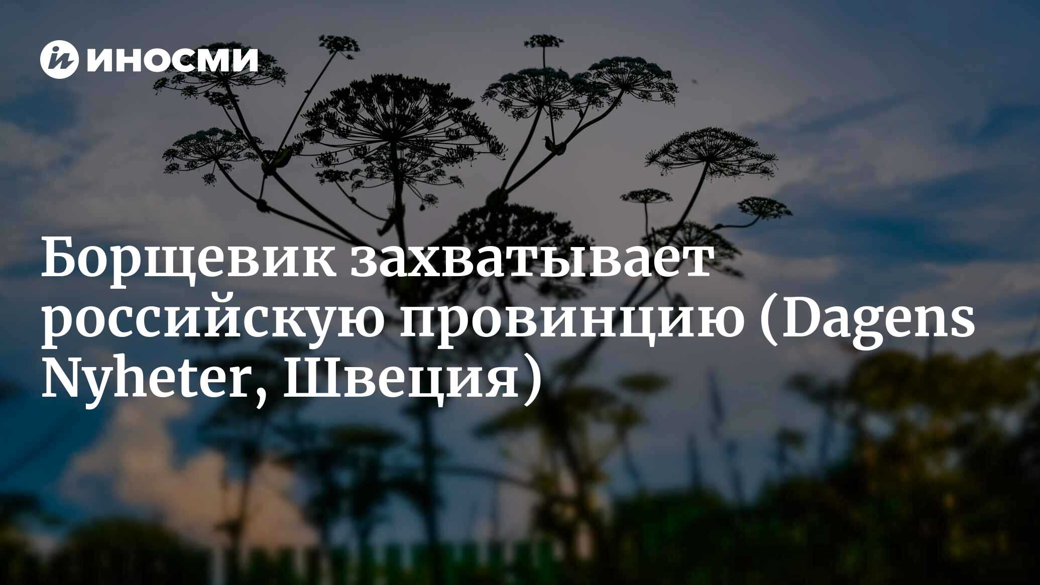 Борщевик захватывает российскую провинцию | 20.03.2022, ИноСМИ