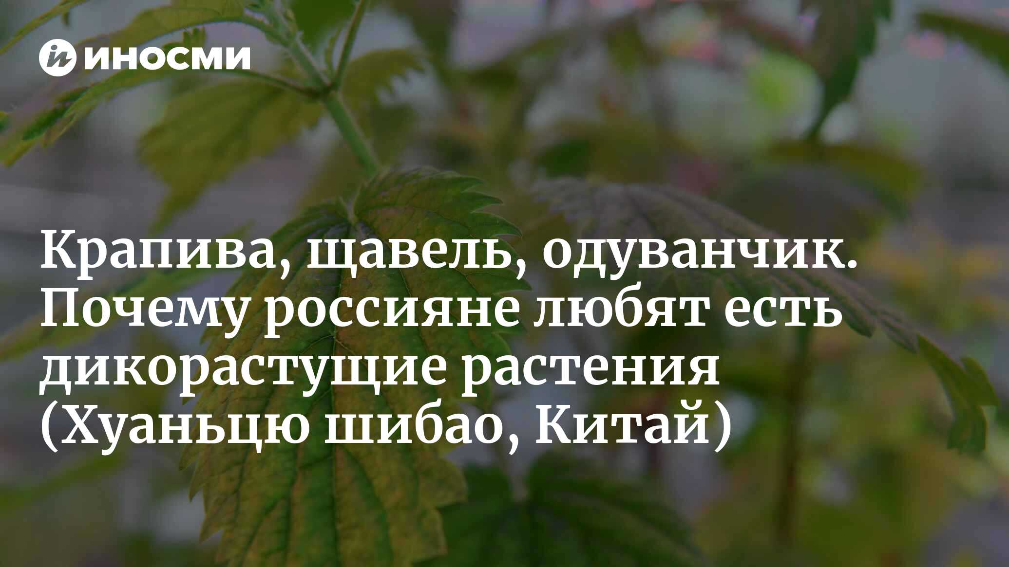 Дикорастущие растения вызывают у россиян ностальгию (Хуаньцю шибао, Китай)  | 09.05.2022, ИноСМИ