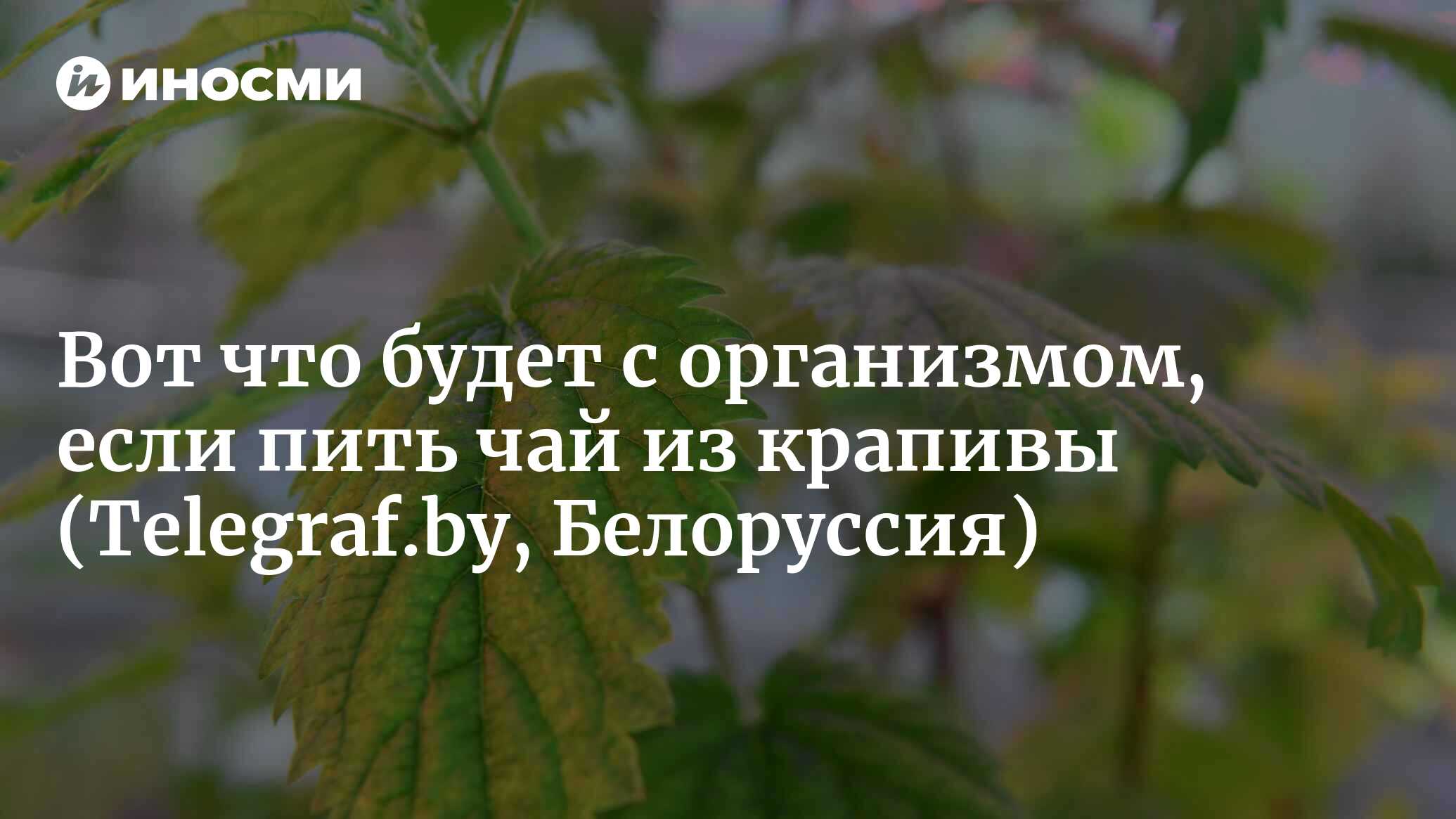 Вот что будет с организмом, если пить чай из крапивы | 16.05.2022, ИноСМИ