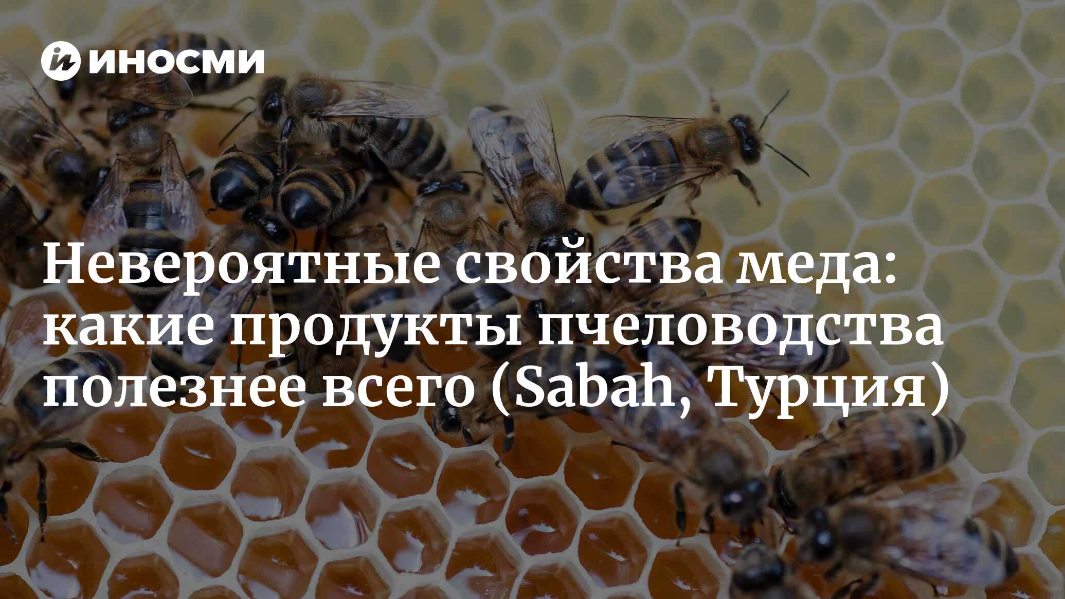 Невероятные свойства меда: какие продукты пчеловодства полезнее всего ...
