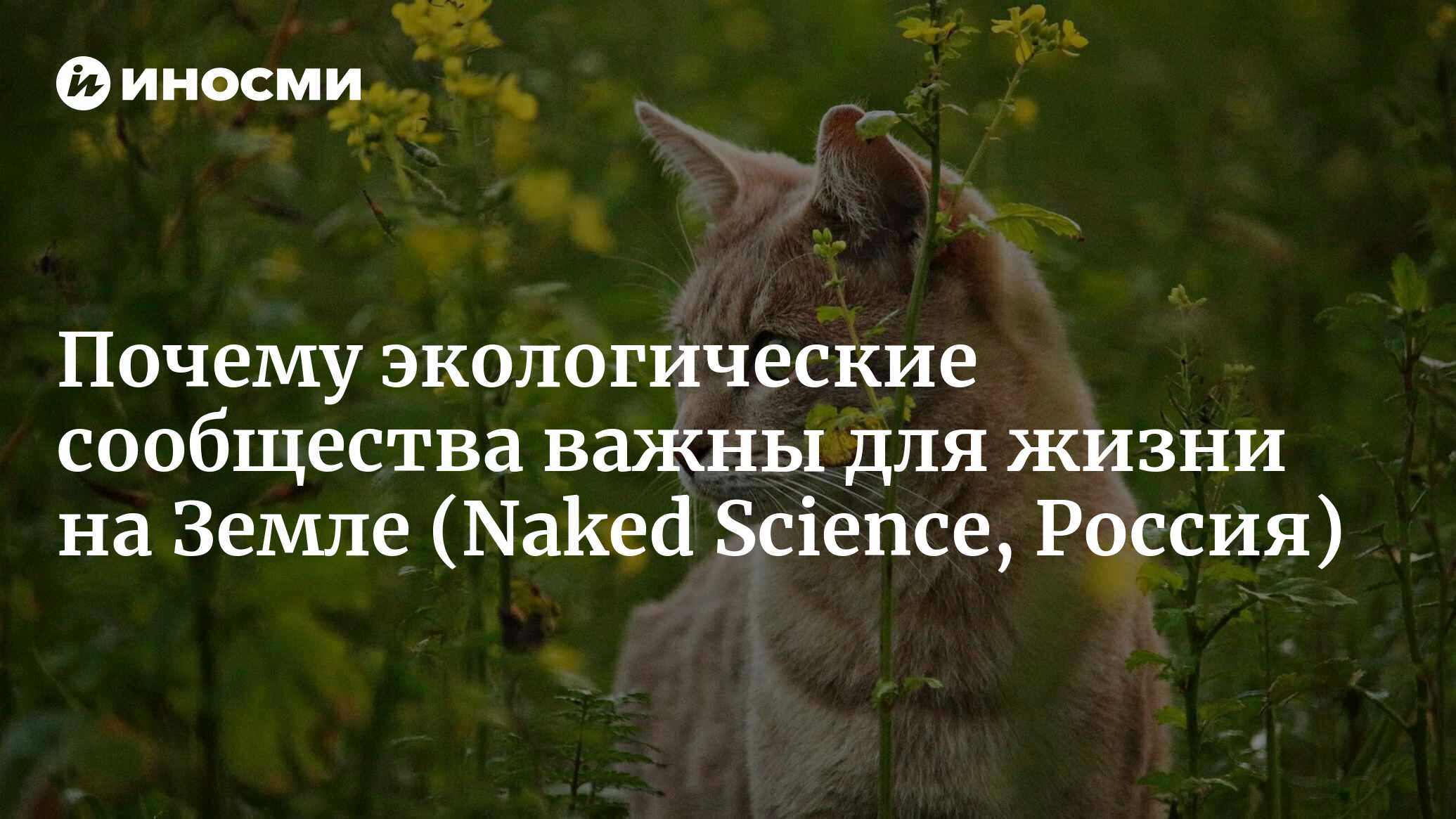 Почему шмели любят кошек (Naked Science, Россия) | 15.10.2022, ИноСМИ