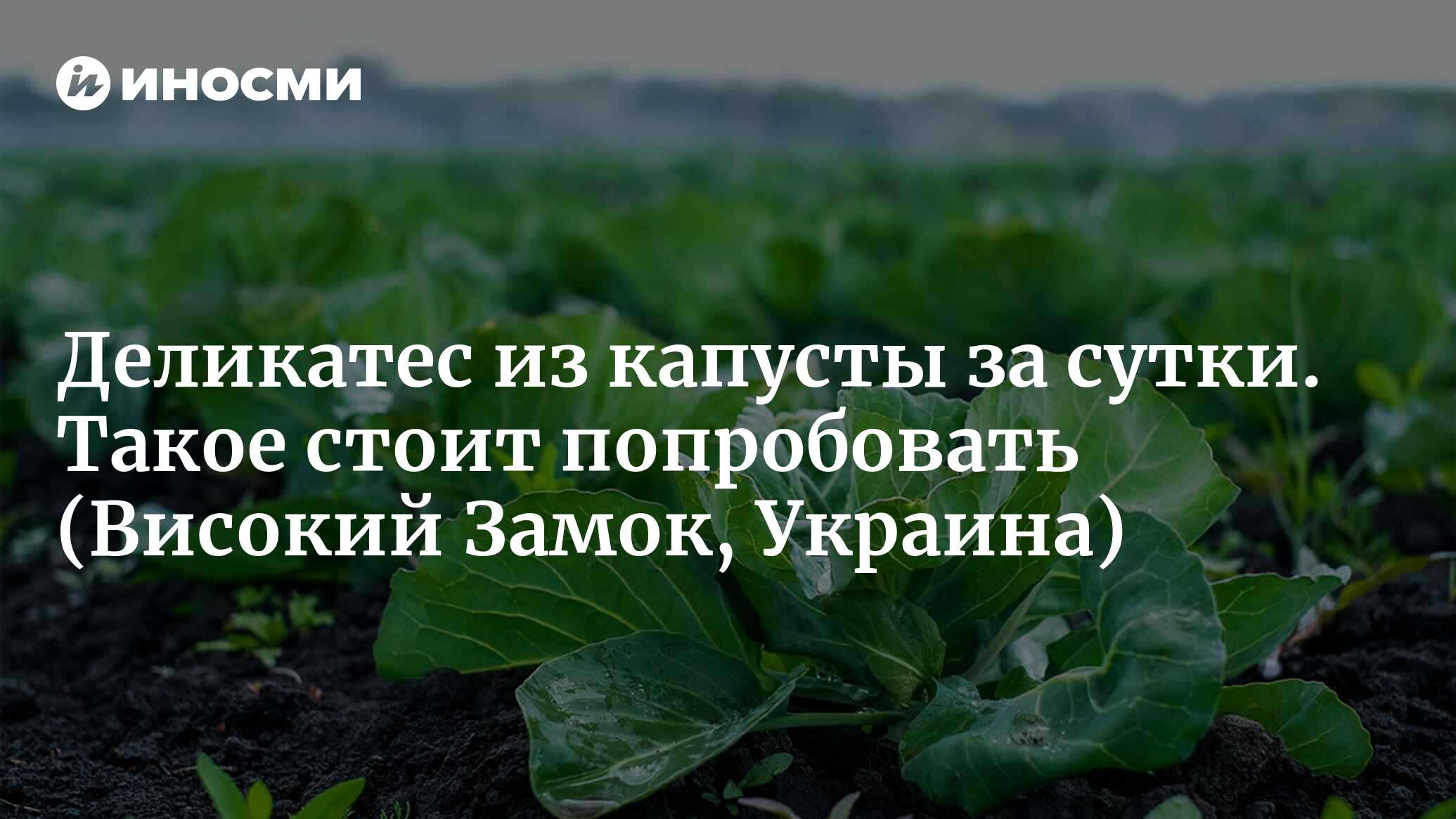 Деликатес из капусты за сутки. Такое стоит попробовать | 21.10.2022, ИноСМИ