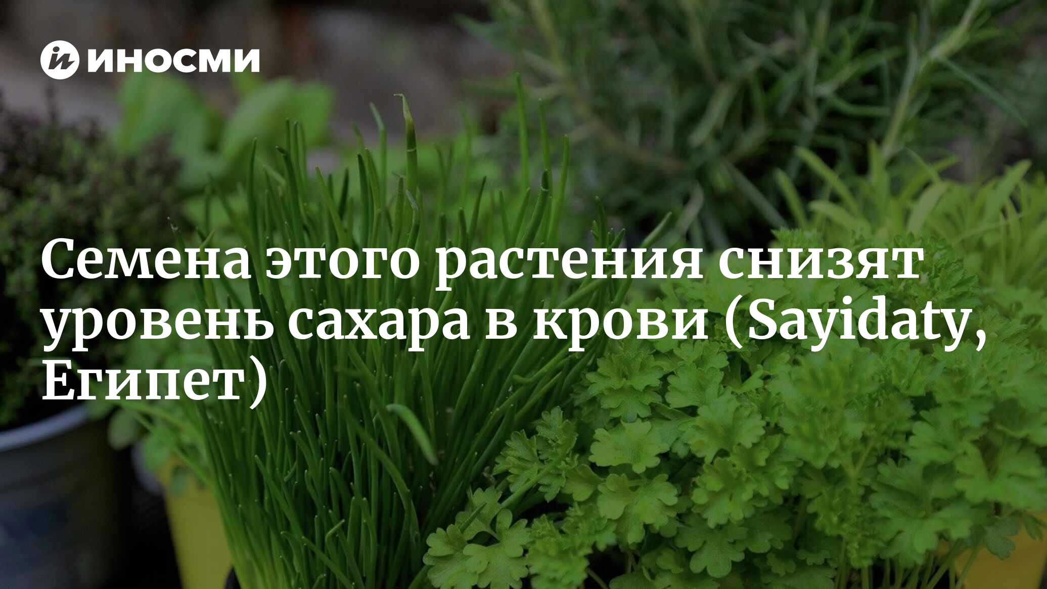 Семена этого растения снизят уровень сахара в крови | 07.11.2022, ИноСМИ