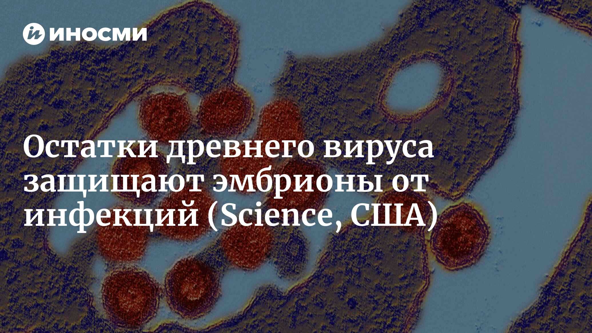 Остатки древнего вируса защищают эмбрионы от инфекций | 07.11.2022, ИноСМИ