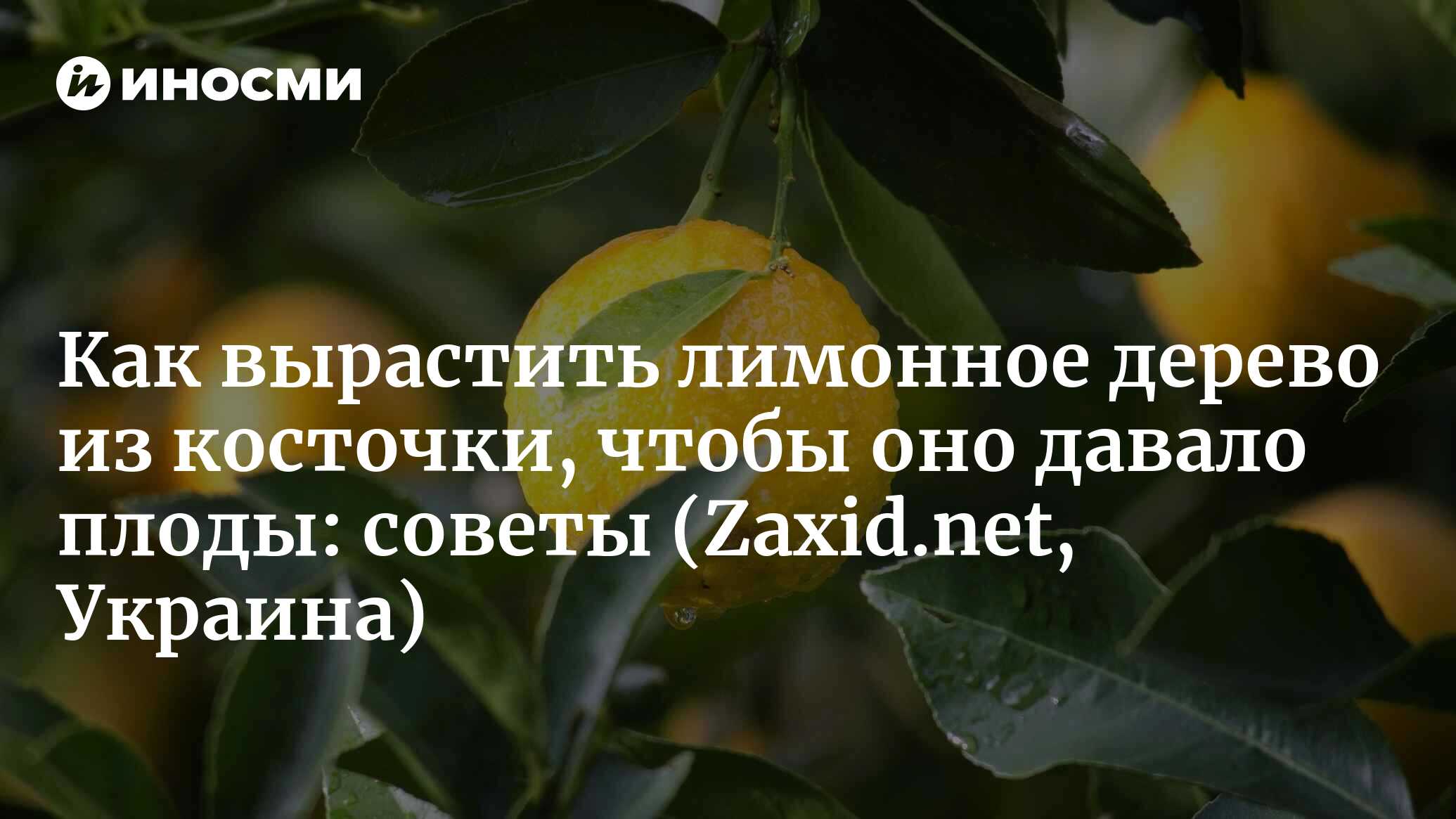 Как вырастить лимонное дерево из косточки, чтобы оно давало плоды: советы  (Zaxid.net, Украина) | 05.01.2023, ИноСМИ