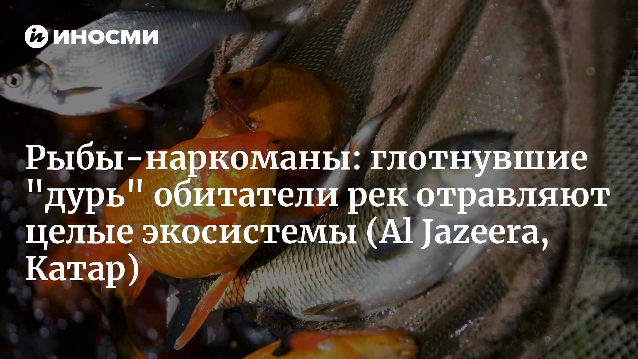 Рыбы-наркоманы: глотнувшие «дурь» обитатели рек отравляют целые экосистемы (Al Jazeera, Катар)