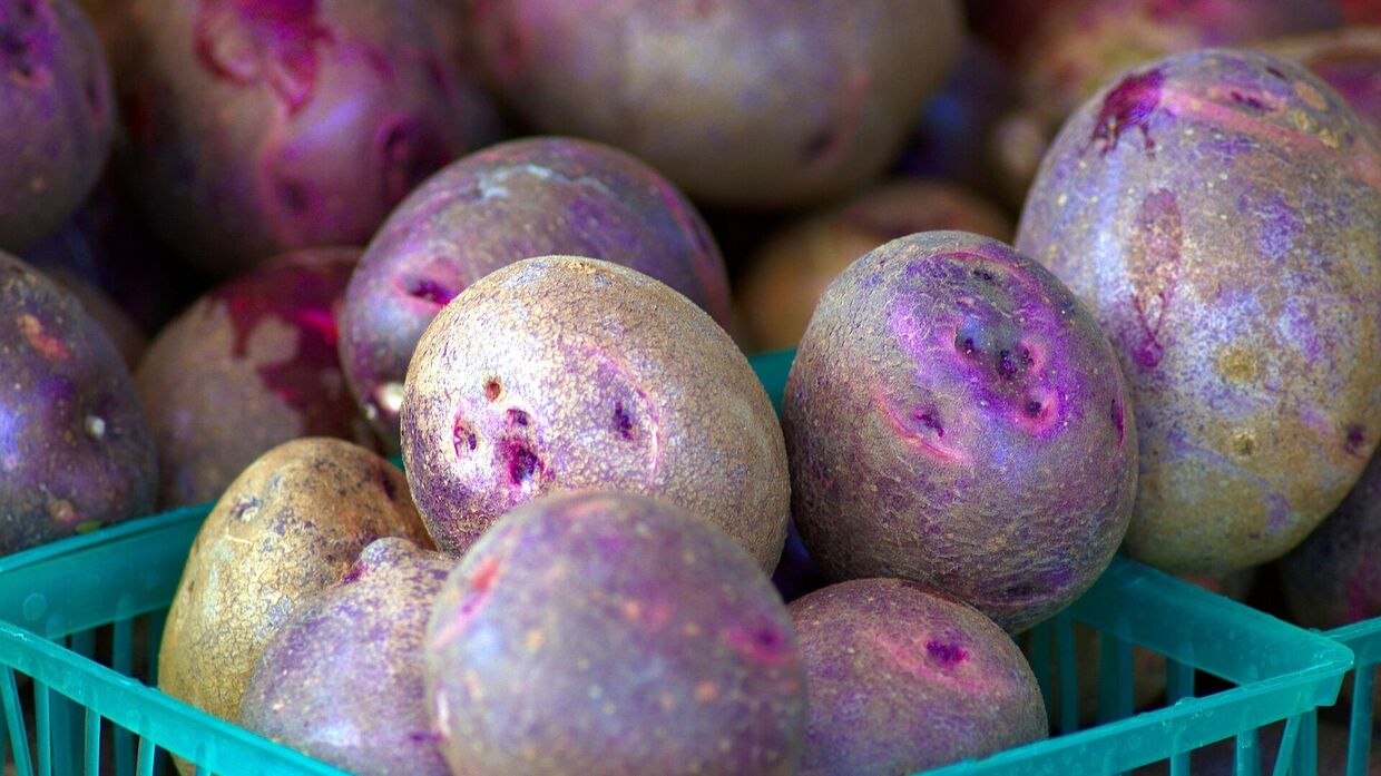 Фиолетовый картофель